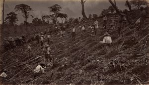 Het Opzetten van een Koffieplantage in Antigua de Guatemala, 1875, gepubliceerd 1877 door Eadweard Muybridge