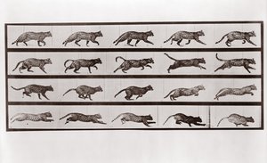 Kat die draaft en galoppeert, Plaat 717 uit Animal Locomotion, 1887 door Eadweard Muybridge