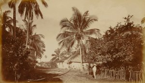Cacaopalm - Retalhuleu, Guatemala door Eadweard Muybridge