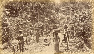 Koffieoogst in San Isidro - hoogte 1000 voet, Guatemala door Eadweard Muybridge