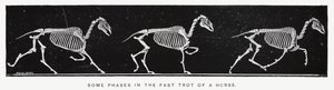 Eadweard Muybridge: Enkele fasen in de snelle draf van een paard door Eadweard Muybridge