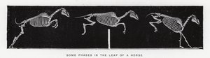 Eadweard Muybridge: Enkele fasen in de sprong van een paard (zw/w foto)