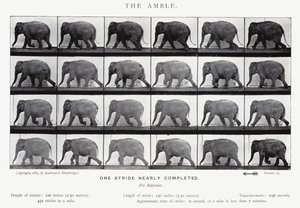 Eadweard Muybridge: De draf (zwart-wit foto) door Eadweard Muybridge