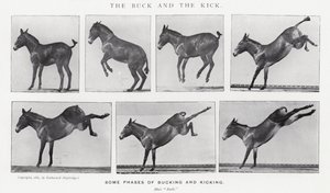 Eadweard Muybridge: De bok en de schop door Eadweard Muybridge