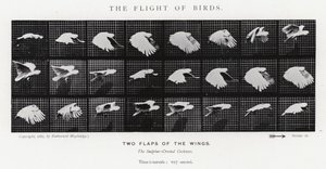 De Vlucht van Vogels door Eadweard Muybridge