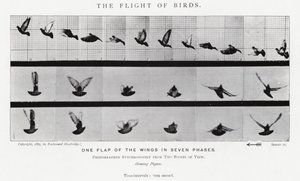 Eadweard Muybridge: De Vlucht van Vogels door Eadweard Muybridge