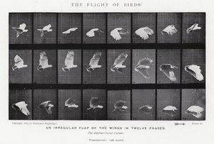 Eadweard Muybridge: De Vlucht van Vogels door Eadweard Muybridge