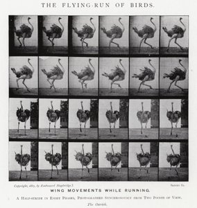 Eadweard Muybridge: De vliegende loop van vogels door Eadweard Muybridge