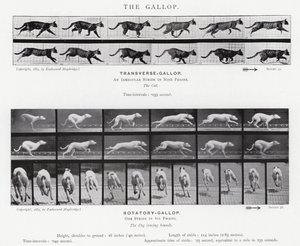 De Galop door Eadweard Muybridge