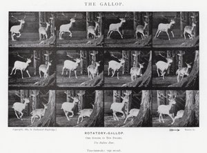 De Galop door Eadweard Muybridge