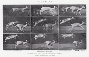 Eadweard Muybridge: De galop (zw/w foto) door Eadweard Muybridge