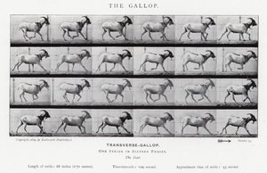 Eadweard Muybridge: De galop door Eadweard Muybridge