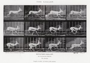Eadweard Muybridge: De galop door Eadweard Muybridge