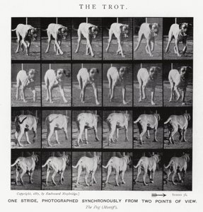 Eadweard Muybridge: De galop (zwart-wit foto) door Eadweard Muybridge