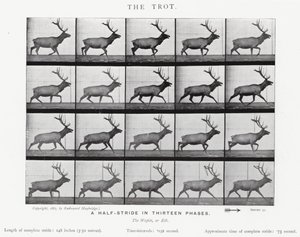 De Trot door Eadweard Muybridge