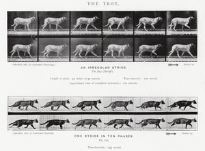 De Trot door Eadweard Muybridge