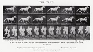 Eadweard Muybridge: De draf (zw/w foto) door Eadweard Muybridge