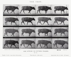 Eadweard Muybridge: De draf (zw/w foto) door Eadweard Muybridge