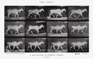 Eadweard Muybridge: De draf door Eadweard Muybridge