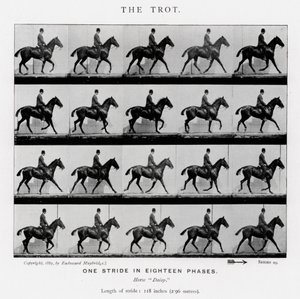 De galop door Eadweard Muybridge