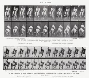 De galop door Eadweard Muybridge