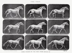 De galop door Eadweard Muybridge