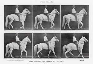 Eadweard Muybridge: De wandeling (zwart-wit foto) door Eadweard Muybridge