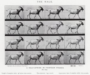 Eadweard Muybridge: De wandeling (zwart-wit foto) door Eadweard Muybridge