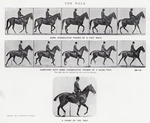 Eadweard Muybridge: De wandeling (zwart-wit foto) door Eadweard Muybridge