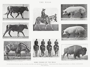 Eadweard Muybridge: De wandeling (zwart-wit foto) door Eadweard Muybridge