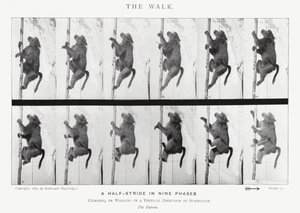 Eadweard Muybridge: De wandeling (zwart-wit foto)