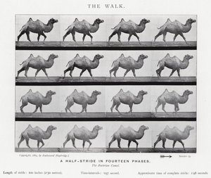 Eadweard Muybridge: De Wandeling (zw/w foto)