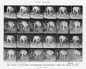 Eadweard Muybridge: De Wandeling (zw/w foto) door Eadweard Muybridge