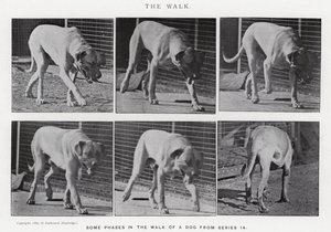 Eadweard Muybridge: De Wandeling (zw/w foto) door Eadweard Muybridge