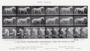 Eadweard Muybridge: De wandeling (zw/w foto) door Eadweard Muybridge