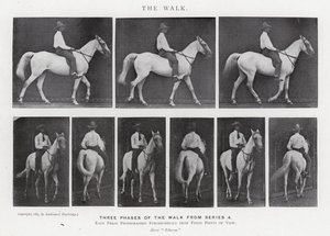 Eadweard Muybridge: De wandeling (zw/w foto)