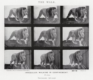 Eadweard Muybridge: De wandeling