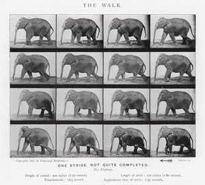 De wandeling door Eadweard Muybridge