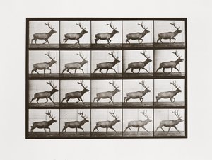 Eland, Plaat 692 uit Animal Locomotion, 1887 door Eadweard Muybridge