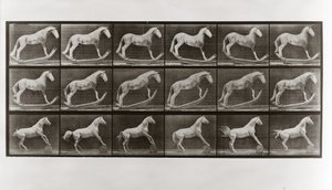 Paard op schommels en paard dat een vat rolt, Plaat 649 uit Animal Locomotion, 1887 door Eadweard Muybridge