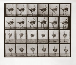 Struisvogel die rent, Plaat 772 uit Animal Locomotion, 1887 door Eadweard Muybridge