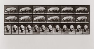 Varken dat loopt, Plaat 673 uit Animal Locomotion, 1887 door Eadweard Muybridge