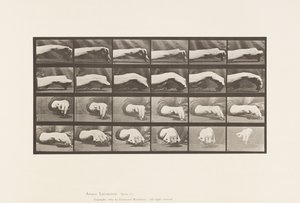 Beweging van de Hand; Een Cirkel Tekenen, 1885 door Eadweard Muybridge