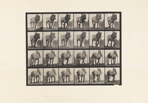Plaat 564. Slepen; Gebroken Houtketting; Donkergrijs Belgisch Paard Dusel door Eadweard Muybridge
