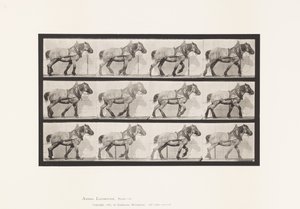 Plaat 565. Slepen; Donkergrijs Belgisch Paard Dusel door Eadweard Muybridge