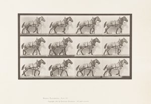 Trekken; Donkergrijs Belgisch Paard Billy, 1885 door Eadweard Muybridge