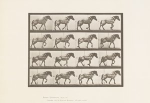 Plaat 569. Trekken; donkergrijs Belgisch paard Hansel, 1885 door Eadweard Muybridge