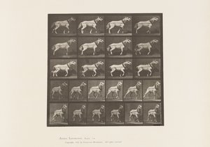 Trekken; Hoofd Wordt Getrokken; Lichtgrijze Merrie, 1885 door Eadweard Muybridge