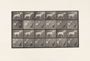 Slepen; Man Trekt aan Hoofd; Lichtgrijze Merrie door Eadweard Muybridge