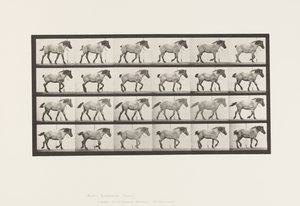 Plaat 574. Wandelen; Vrij; Donkergrijs Belgisch Paard Hansel door Eadweard Muybridge